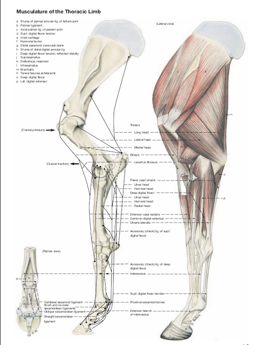 Anatomie voorbeen paard